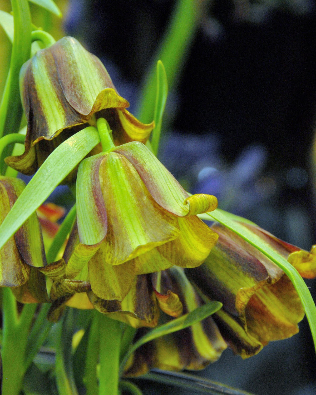 Flower BulbsAcmopetala Bulbs UK - 1