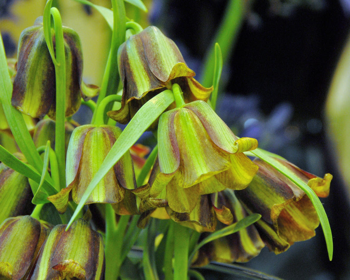 Flower BulbsAcmopetala Bulbs UK - 2