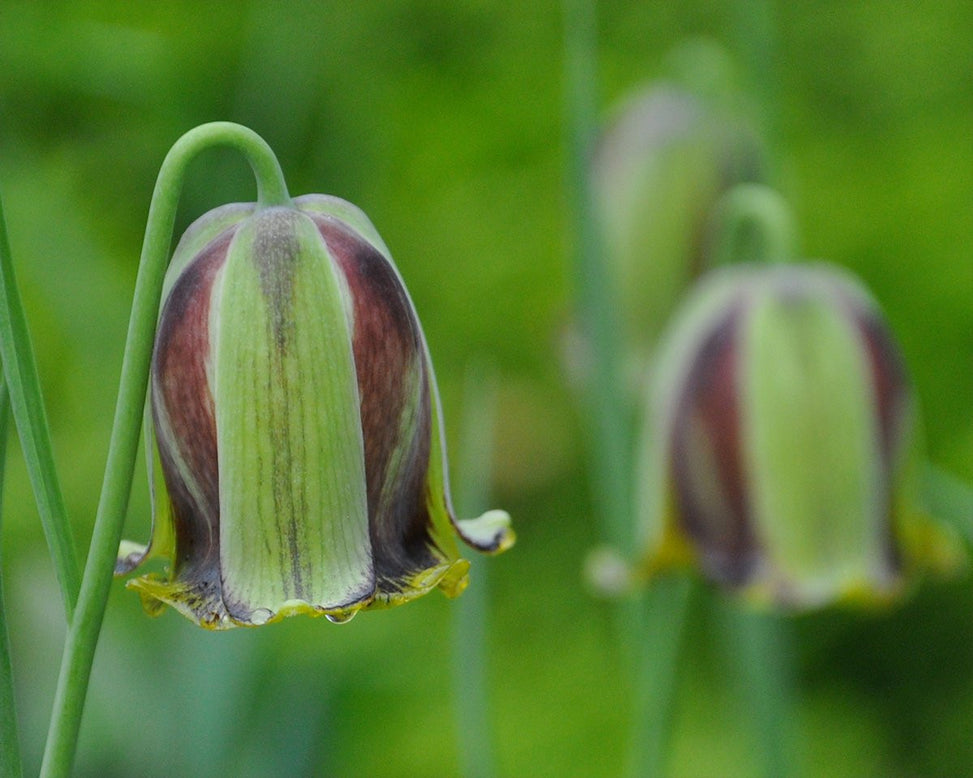 Fritillaria acmopetala