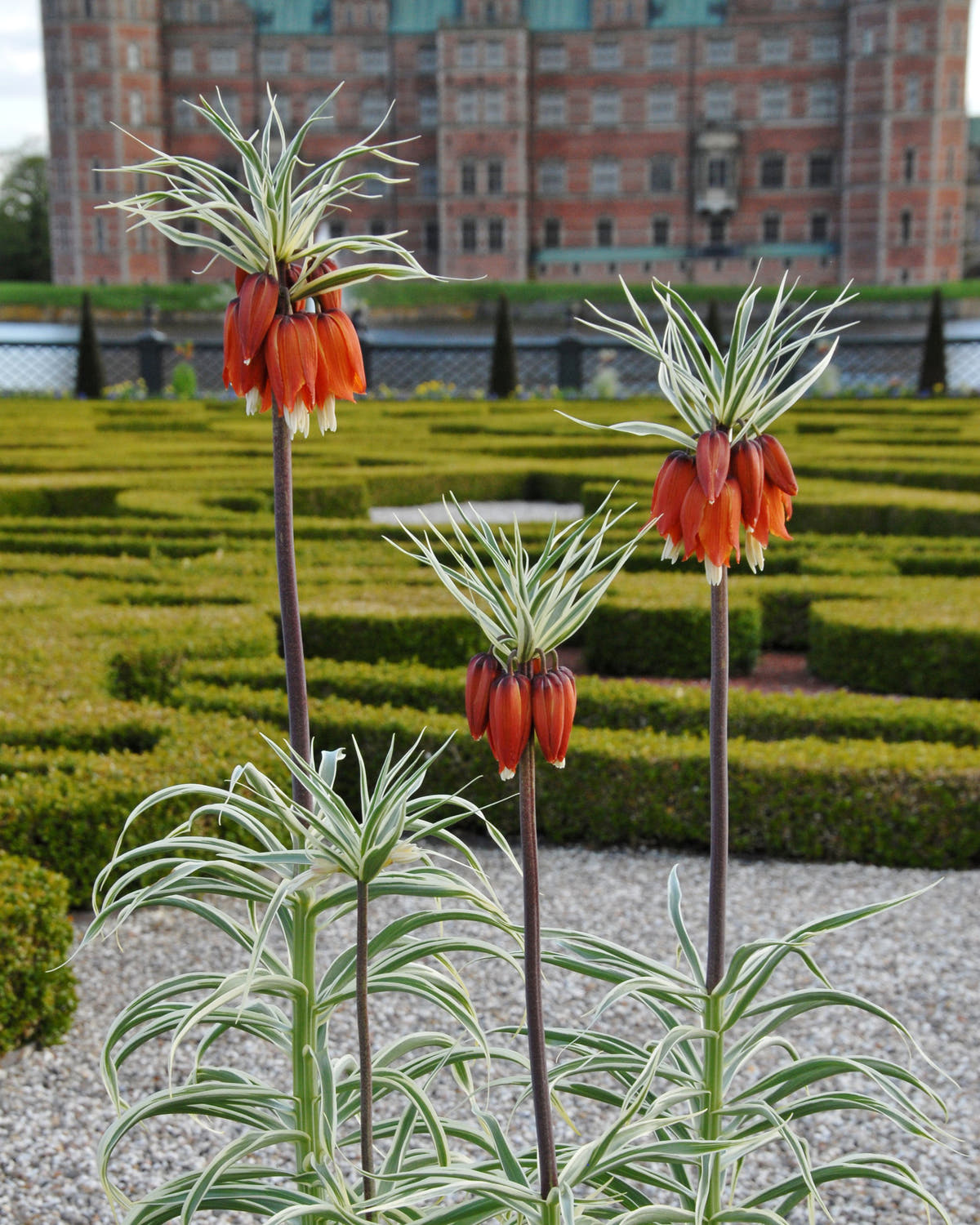 Fritillaria imperialis 'Aureomarginata'