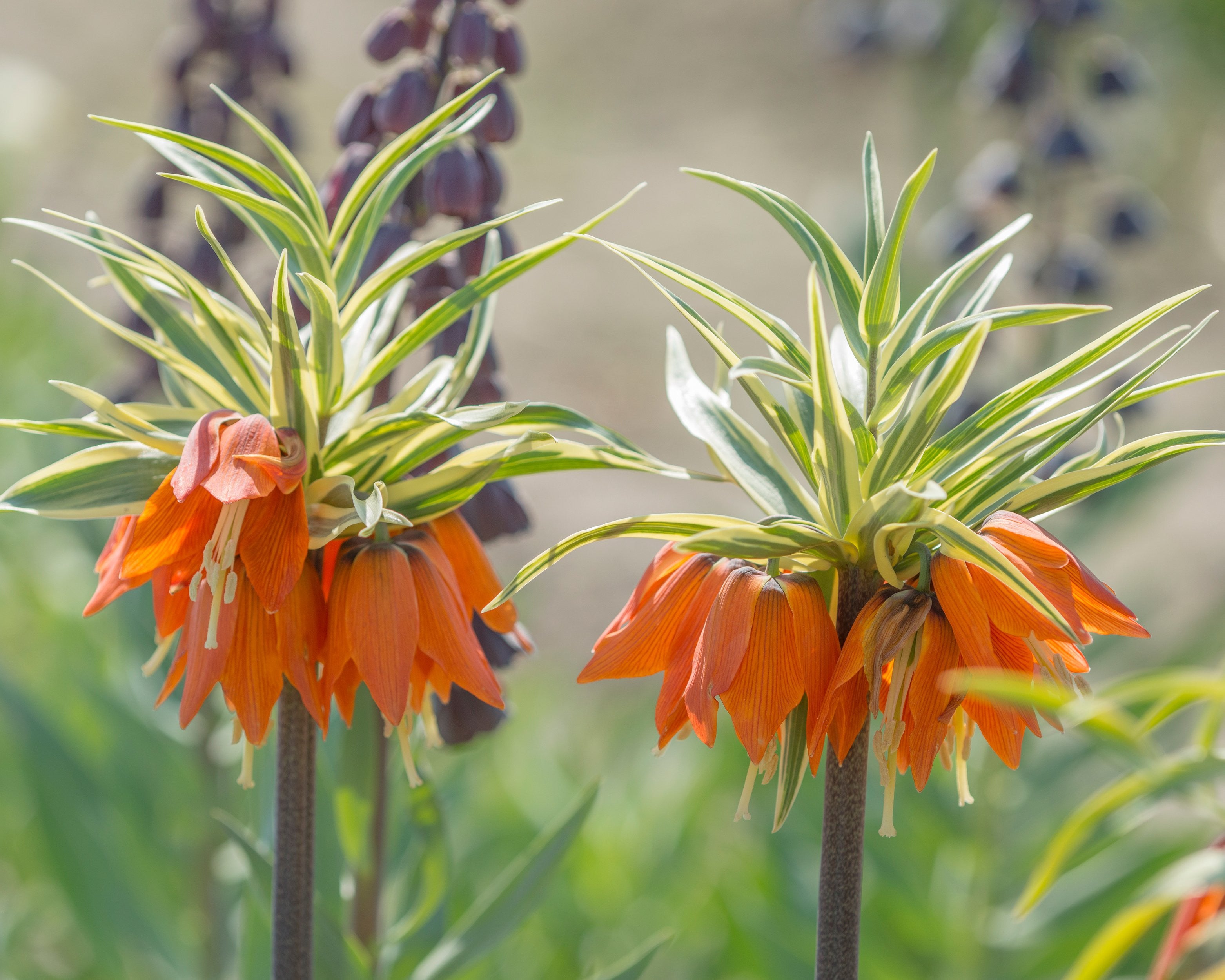 Fritillaria imperialis 'Aureomarginata' bulbs — Buy 'Orange Crown ...
