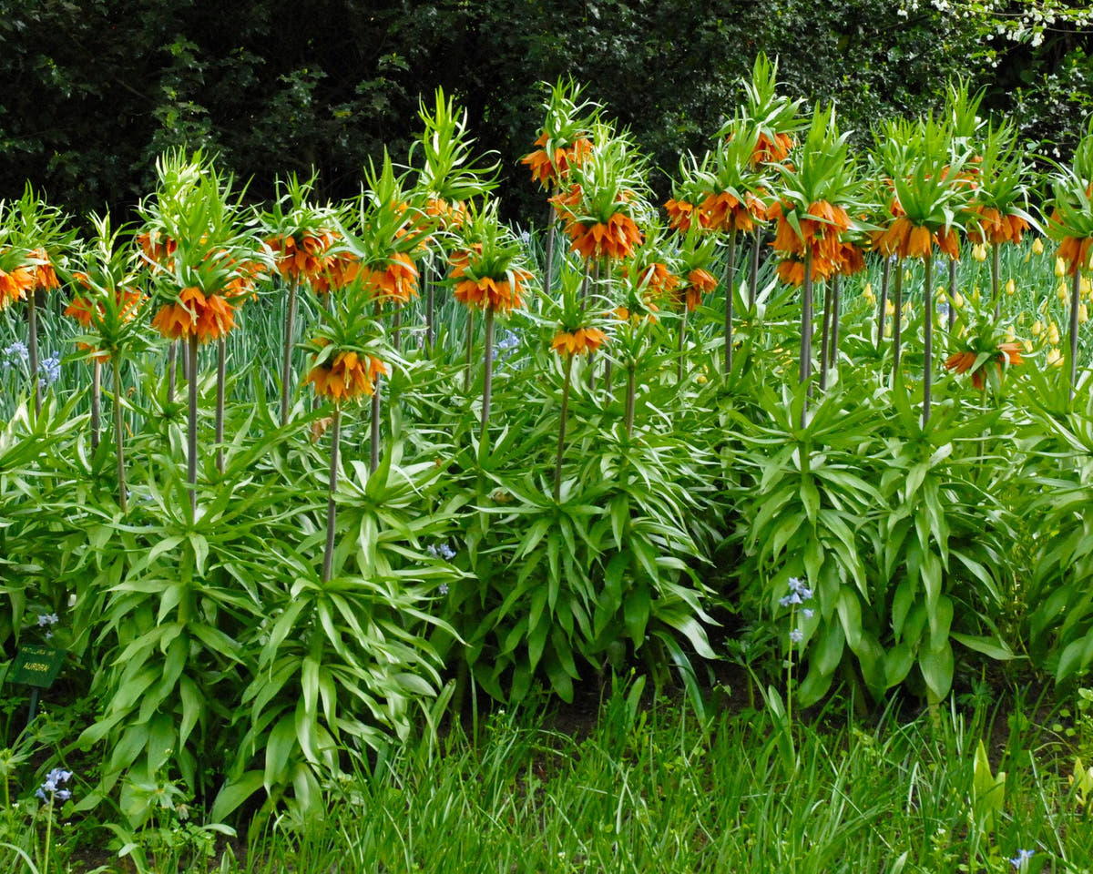 Flower Bulbsimperialis Aurora Bulbs UK - 2