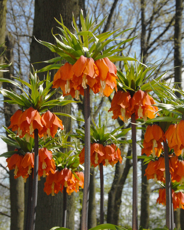 Flower Bulbsimperialis Aurora Bulbs UK - 1
