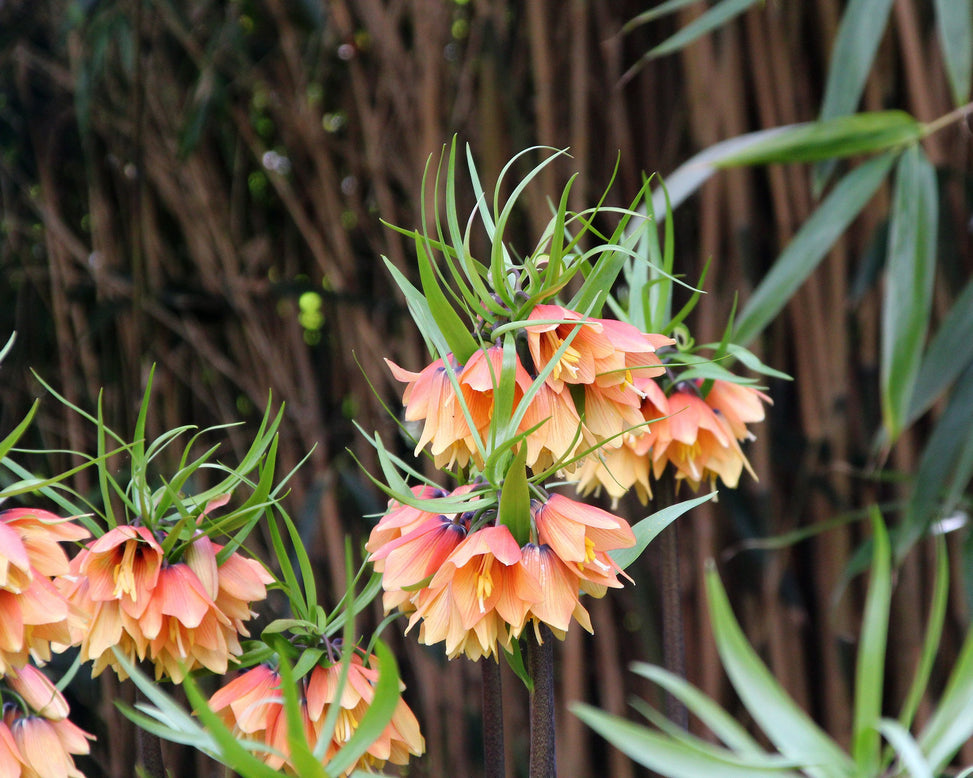Fritillaria 'Early Fantasy'