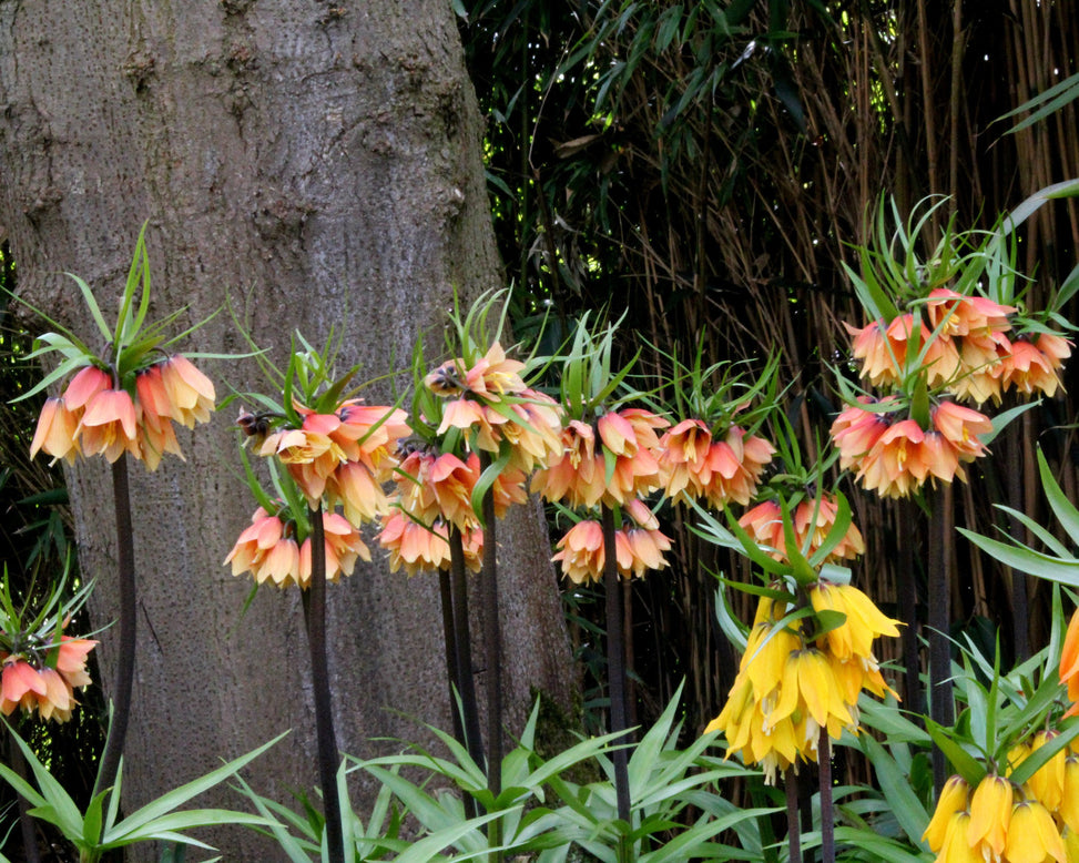 Fritillaria 'Early Fantasy'