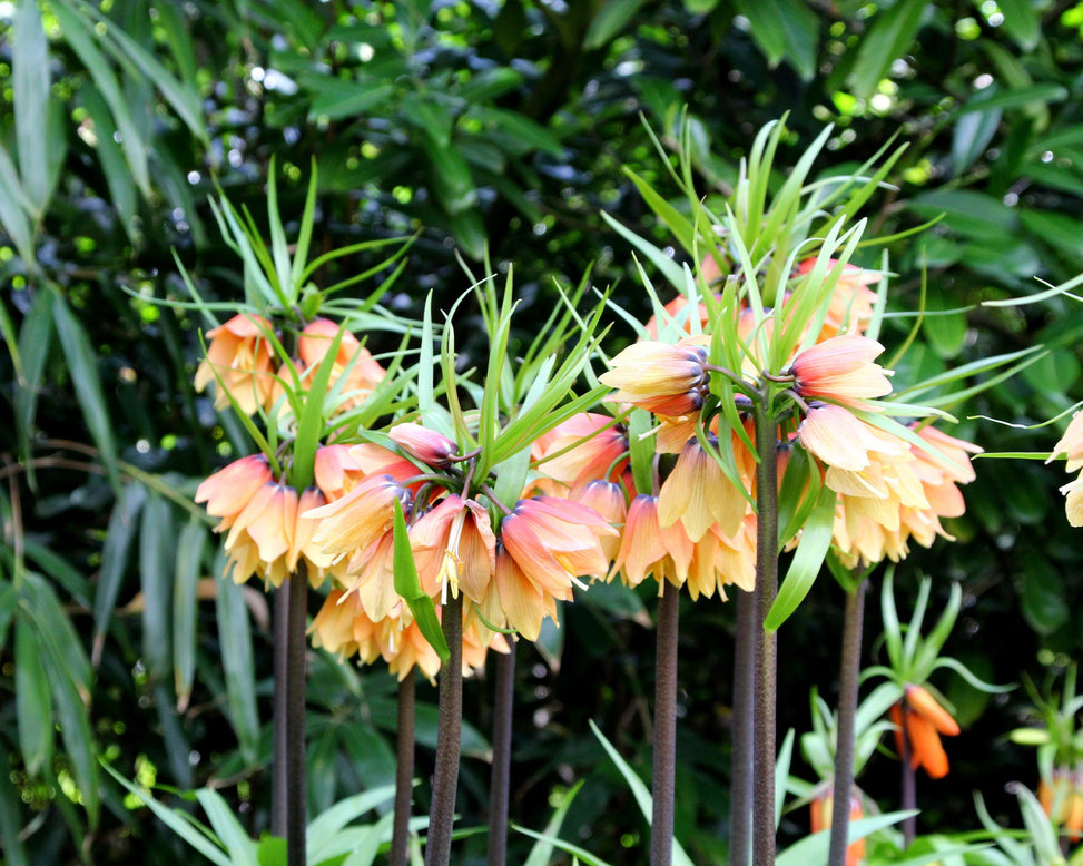 Fritillaria 'Early Fantasy'