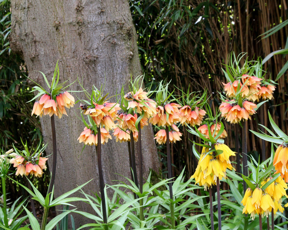 Fritillaria 'Early Fantasy'