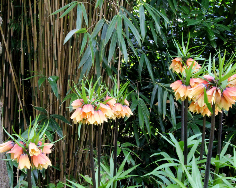 Fritillaria 'Early Fantasy'