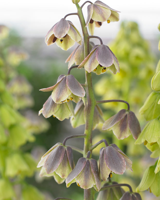 Fritillaria 'Green Dreams'
