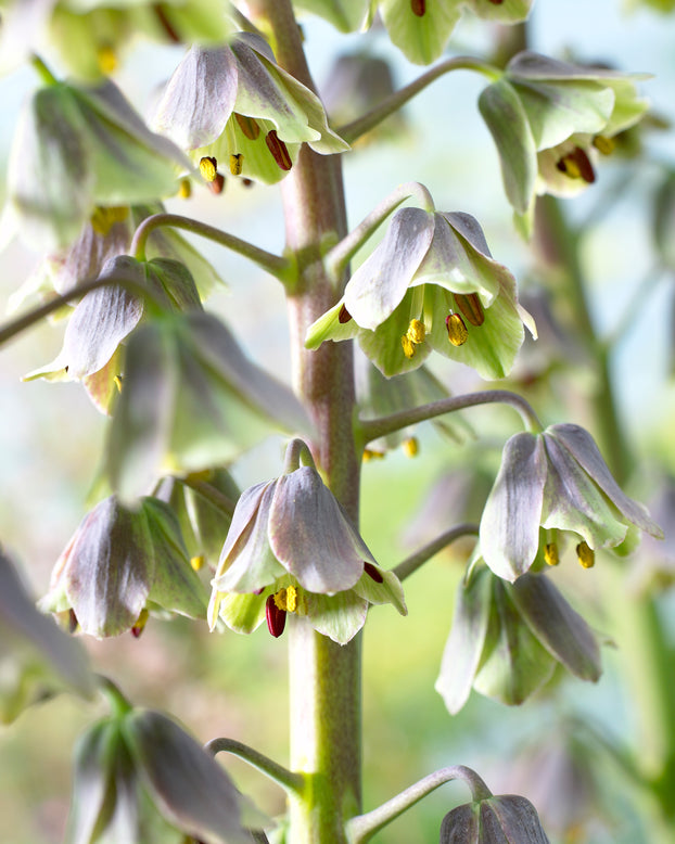 Fritillaria 'Green Dreams'