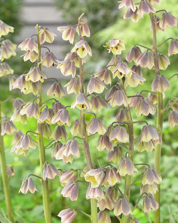 Fritillaria 'Green Dreams'