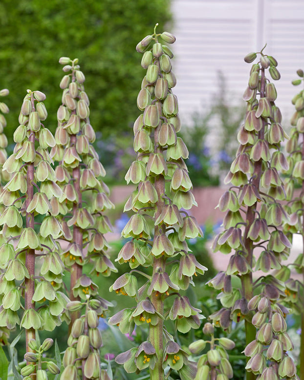 Fritillaria 'Green Dreams'