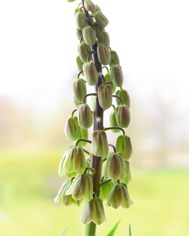 Fritillaria 'Green Dreams'