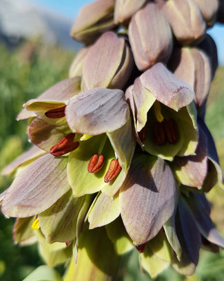 Fritillaria 'Green Dreams'