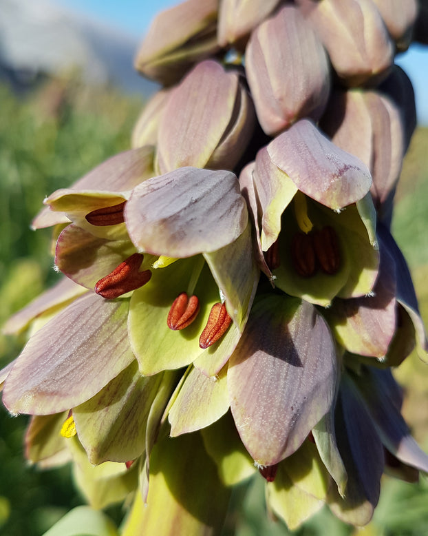 Fritillaria 'Green Dreams'