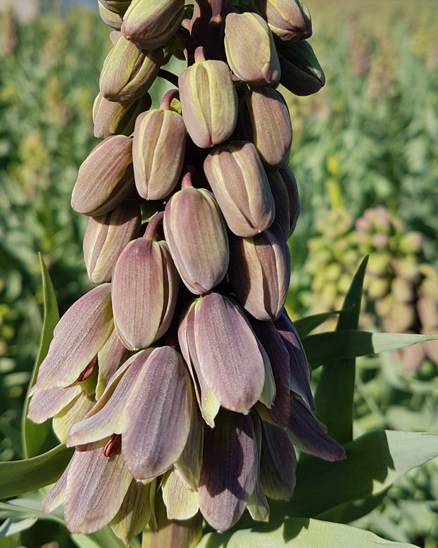 Fritillaria 'Green Dreams'