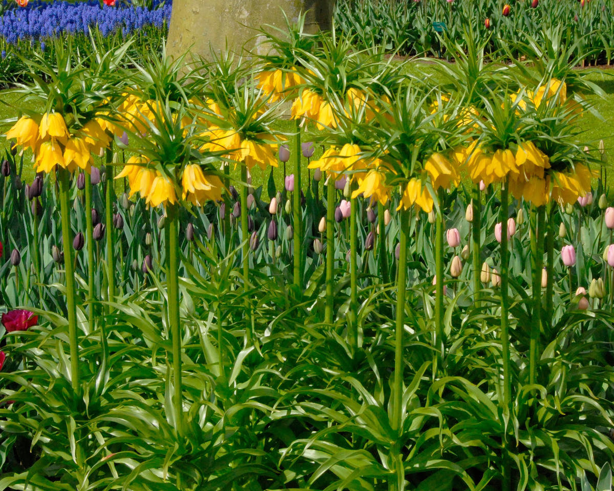 Flower Bulbsimperialis Lutea Bulbs UK - 2
