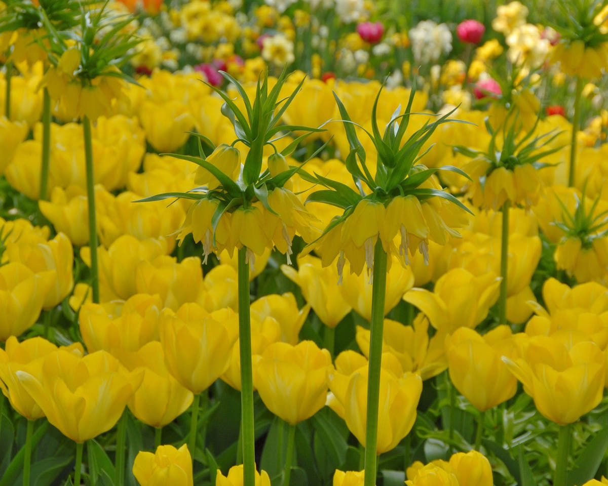 Flower Bulbsimperialis Lutea Bulbs UK - 5