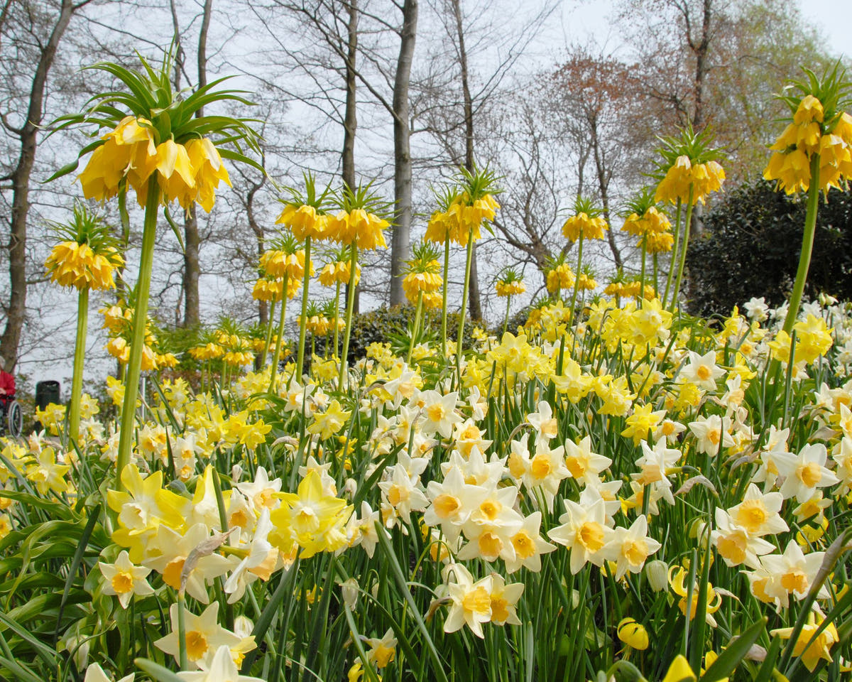 Flower Bulbsimperialis Lutea Bulbs UK - 7