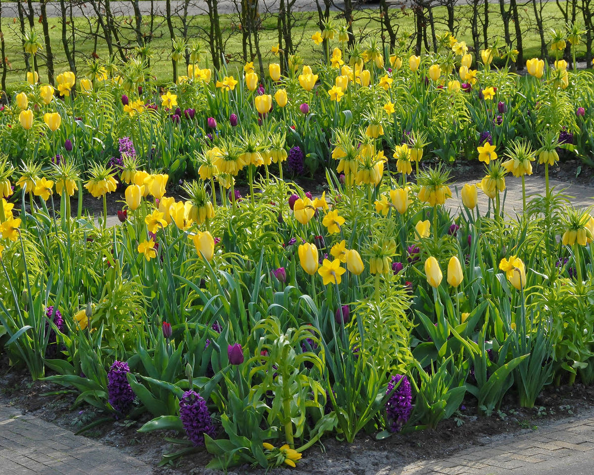 Flower Bulbsimperialis Lutea Bulbs UK - 8