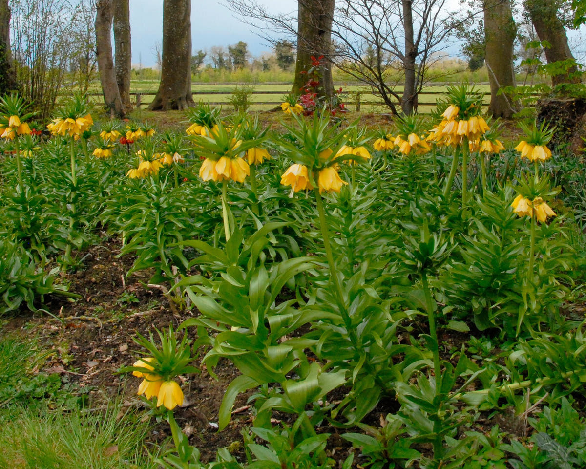 Flower Bulbsimperialis Lutea Bulbs UK - 9