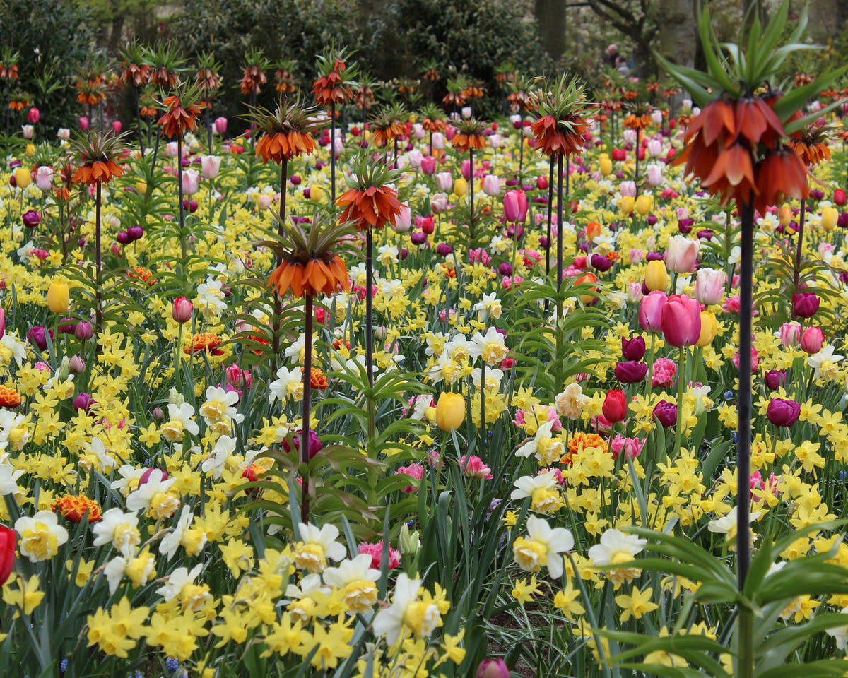 Flower Bulbsimperialis Rubra Maxima Bulbs UK - 3