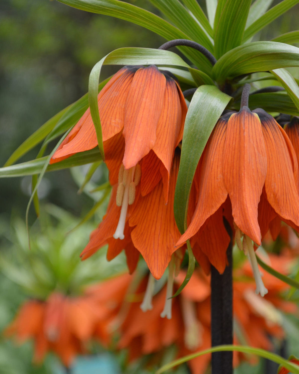 Flower Bulbsimperialis Rubra Maxima Bulbs UK - 4