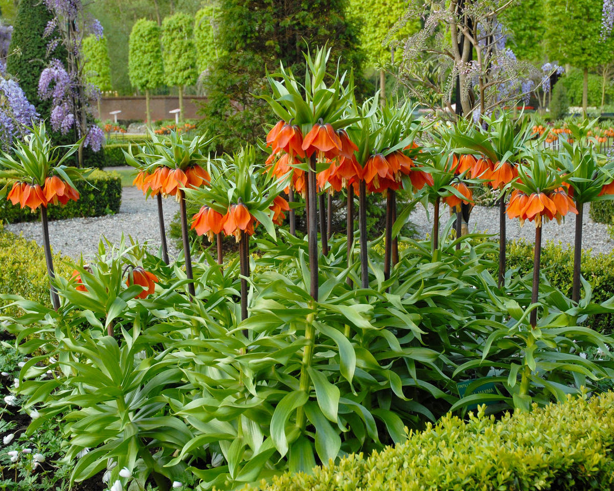 Flower Bulbsimperialis Rubra Maxima Bulbs UK - 5