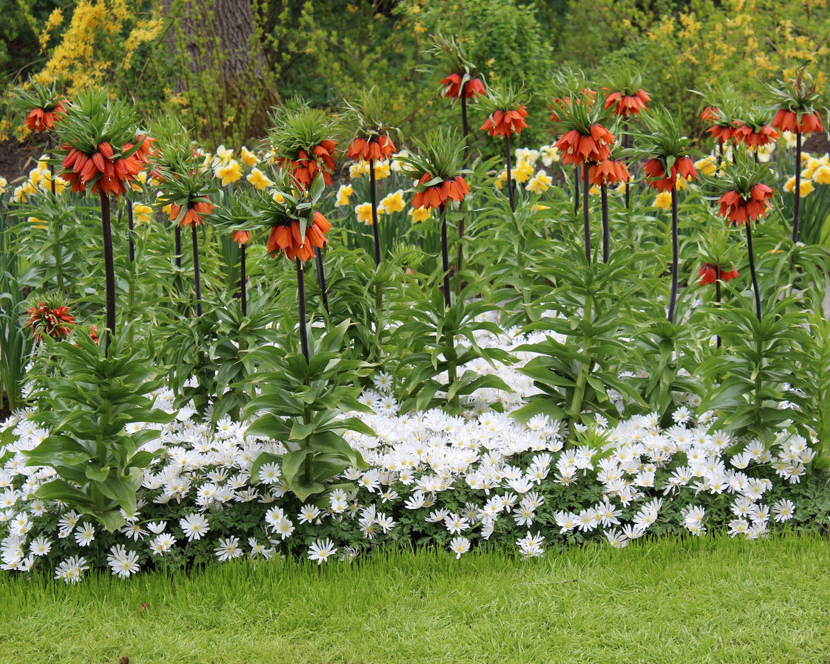 Flower Bulbsimperialis Rubra Maxima Bulbs UK - 8