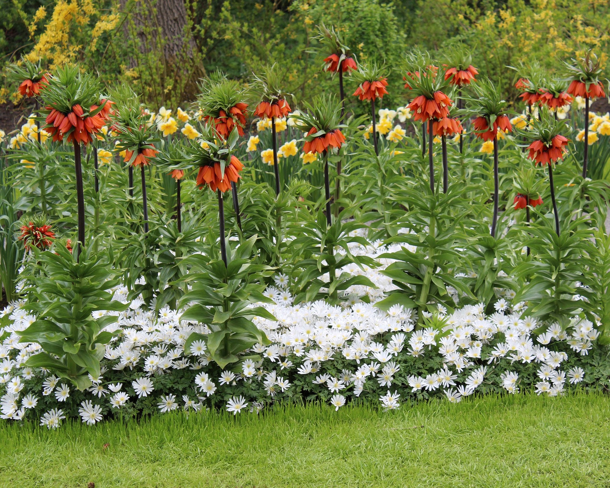 Bulbo Fritillaria Imperialis Rubra (Corona Imperiale) - Fiori Rosso/arancio, Piantagione Autunnale