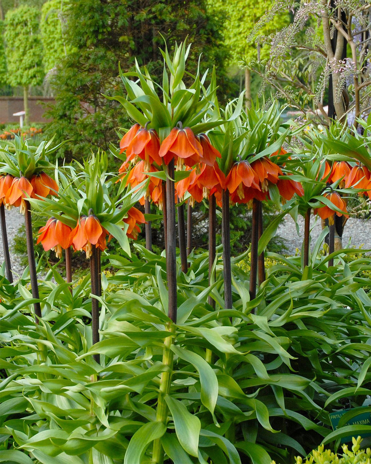 Flower Bulbsimperialis Rubra Maxima Bulbs UK - 1