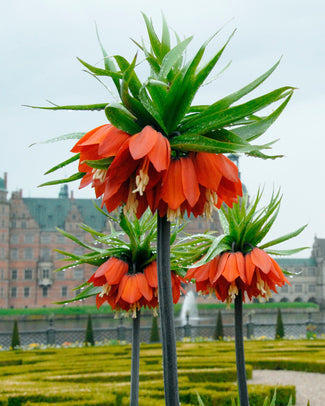 Fritillaria imperialis 'Rubra'