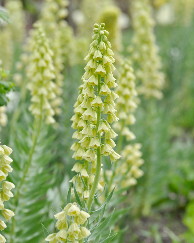 Fritillaria 'Ivory Bells'