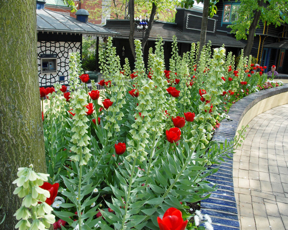Flower Bulbspersica Ivory Bells Bulbs UK - 2