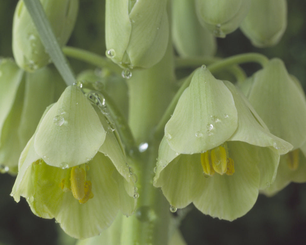 Fritillaria 'Ivory Bells'