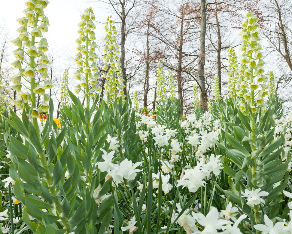 Fritillaria 'Ivory Bells'