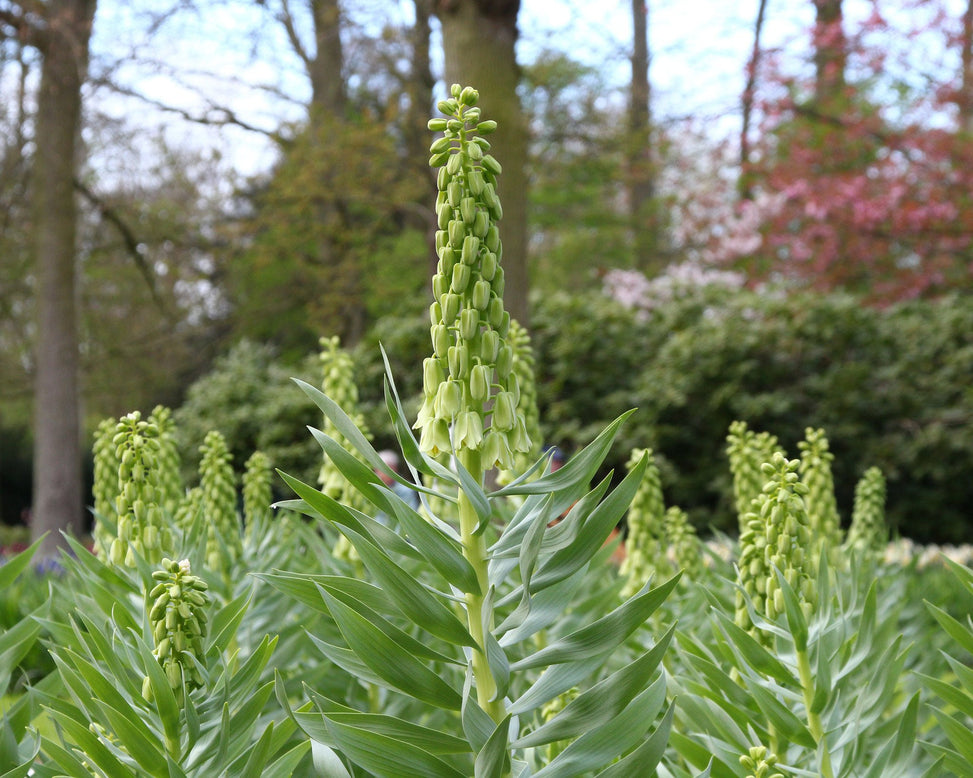 Fritillaria 'Ivory Bells'