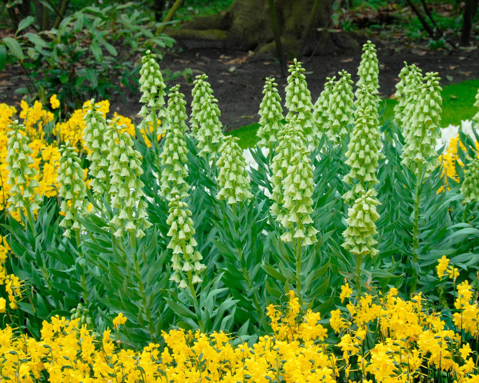 Flower Bulbspersica Ivory Bells Bulbs UK - 4