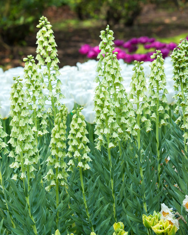 Flower Bulbspersica Ivory Bells Bulbs UK - 1