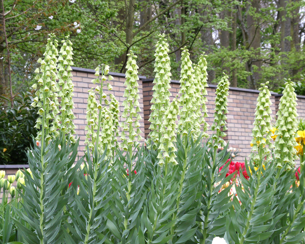 Fritillaria 'Ivory Bells'