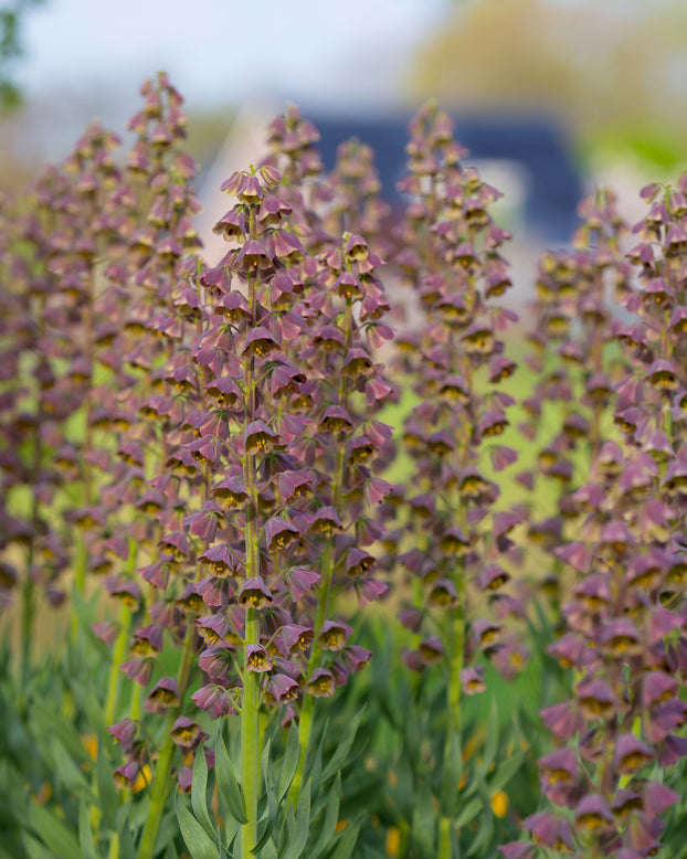 Fritillaria 'Magic Bells'