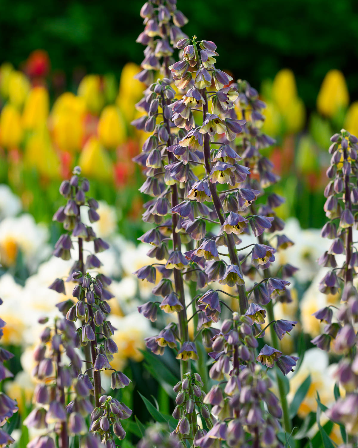 Fritillaria 'Magic Bells'