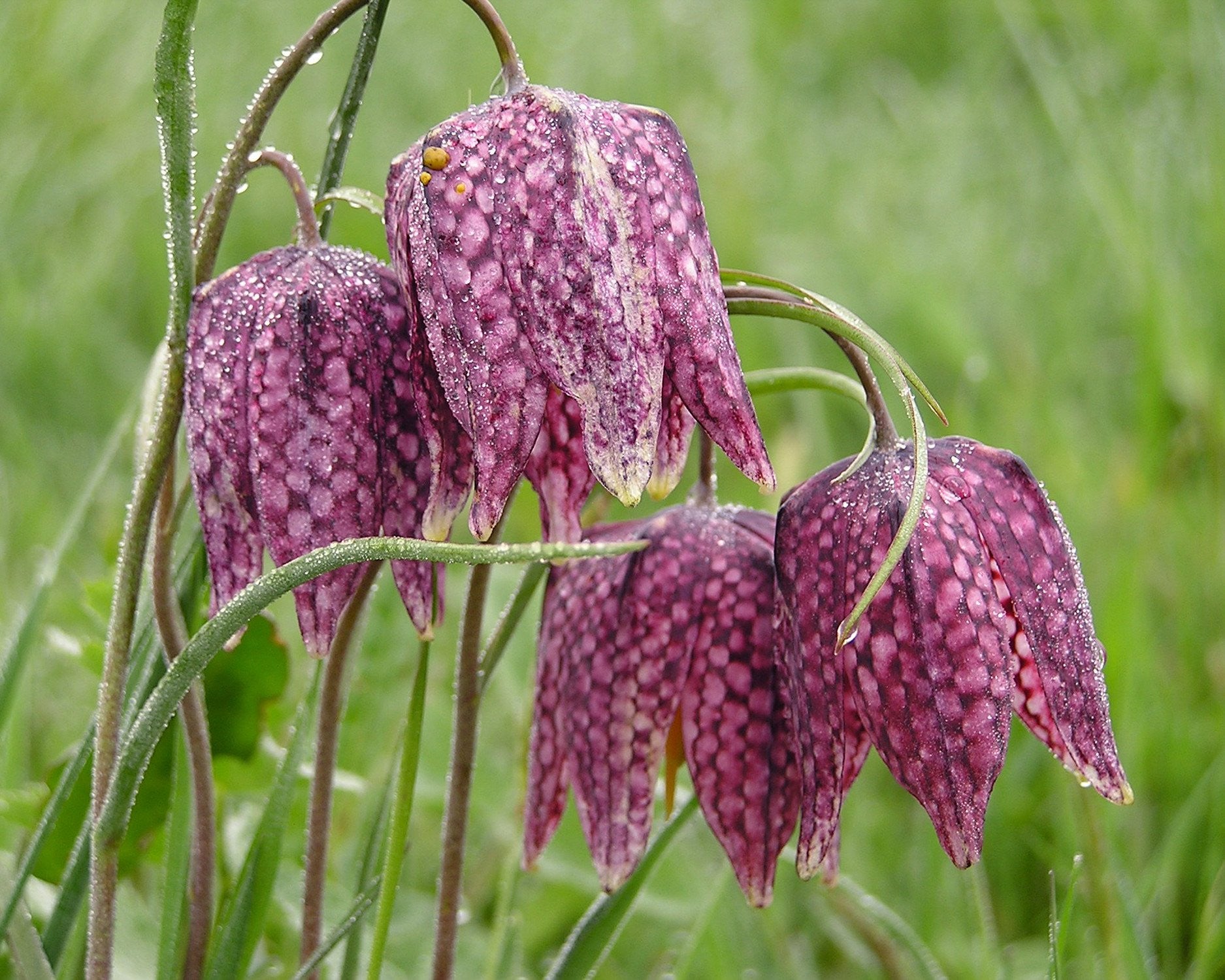 Fritillaria Meleagris Mix Bulbs Snake s Head Fritillary Buy fritillaria-meleagris-mix-bulbs-snake-s-head-fritillary-buy