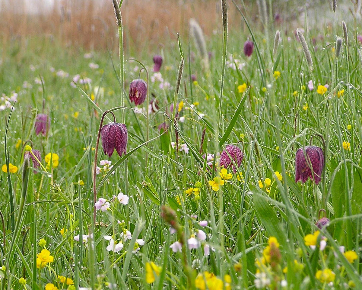 Flower BulbsMeleagris (Snake's Head) Bulbs UK - 6