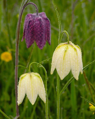 Fritillaria meleagris 'Mix'