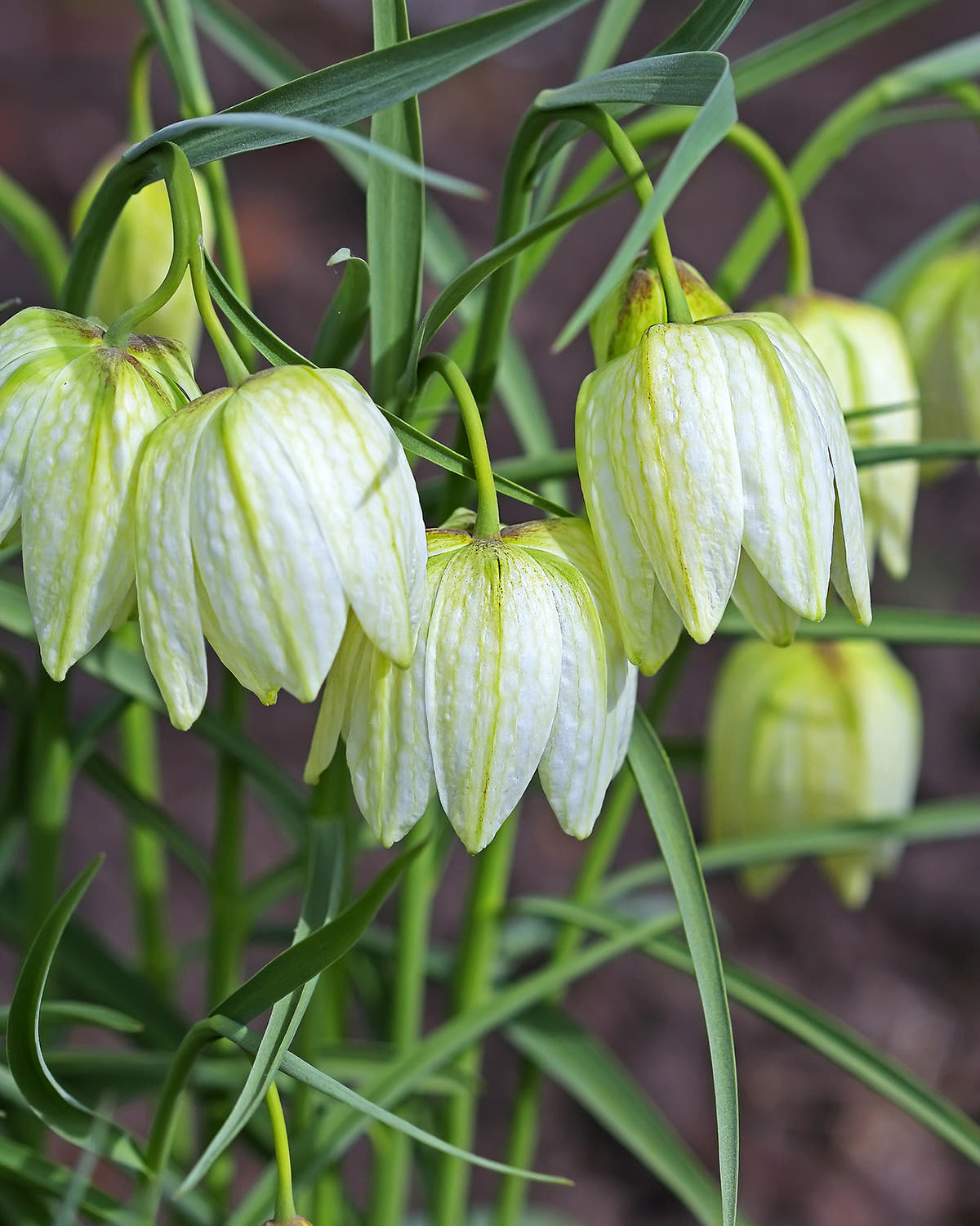 Fritillaria meleagris 'Alba'