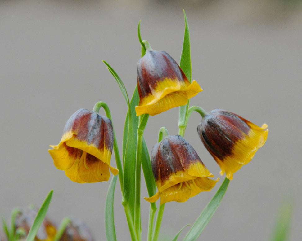 Flower BulbsMichailovskyi Bulbs UK - 2