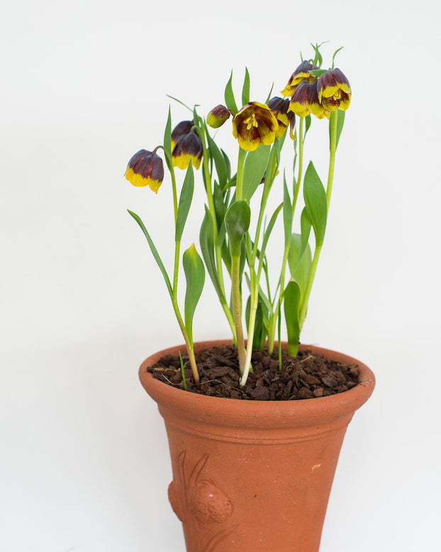 Flower BulbsMichailovskyi Bulbs UK - 4