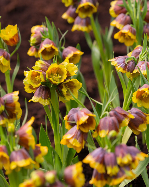 Flower BulbsMichailovskyi Bulbs UK - 1