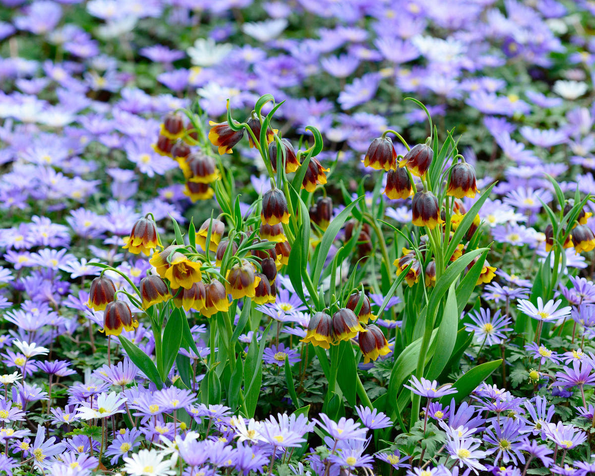 Flower BulbsMichailovskyi Bulbs UK - 5